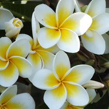 Load image into Gallery viewer, Professional Plumeria Liquid Fertilizer - 2-5-4 Nutrient Blend - 8 oz
