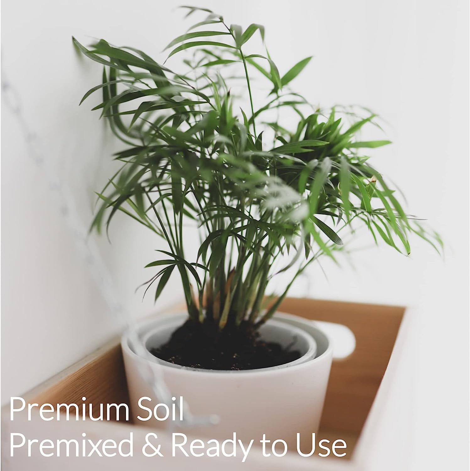 lucky bamboo planted in soil Professional Lucky Bamboo Soil | Large 2.2 Quarts Ready to Use for Lucky Bamboo Plants