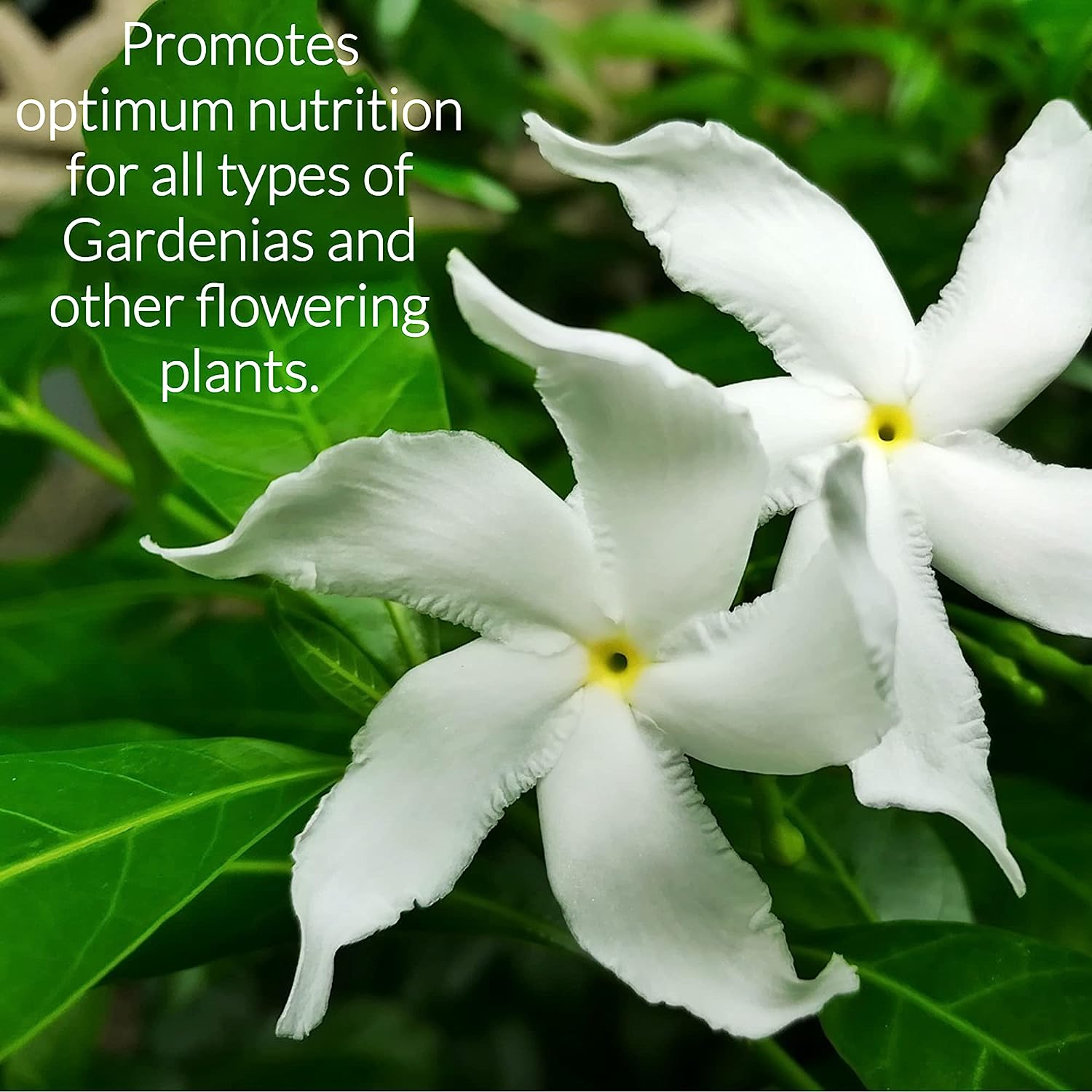 Professional Liquid Gardenia Plant Fertilizer | 3-1-2 Concentrate for Flowering Plants | 8 oz Bottle