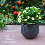 Indoor Plant Soil Premium All Purpose Blend | Large 2.2 Quarts | Ready to Use for Indoor Container and Houseplants | Peat, Coco Coir, Perlite, Dolomite