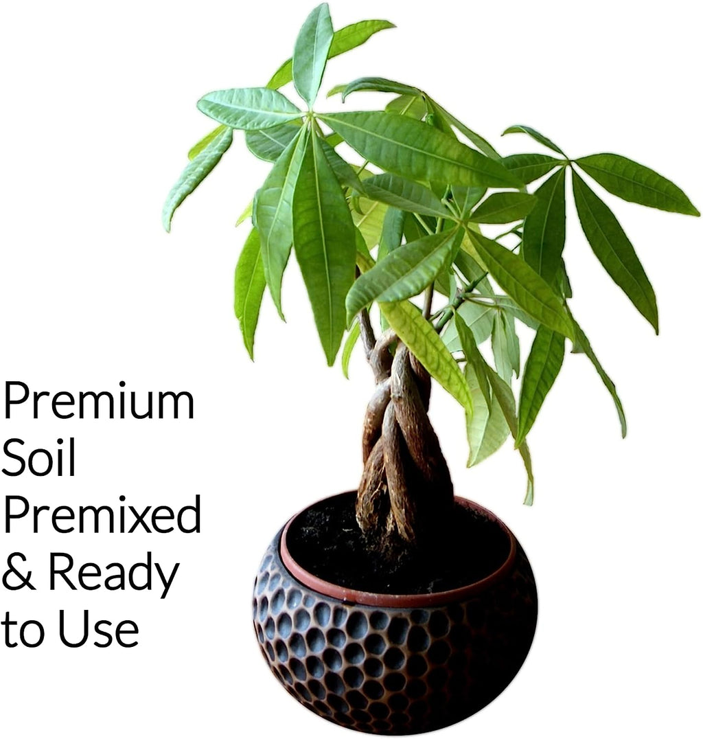 Professional Money Tree Soil | Large 2.2 Quarts Ready to Use for Money Tree Plants | Peat Moss, Coco Coir, Perlite, Dolomite