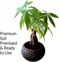 Load image into Gallery viewer, Professional Money Tree Soil | Large 2.2 Quarts Ready to Use for Money Tree Plants | Peat Moss, Coco Coir, Perlite, Dolomite
