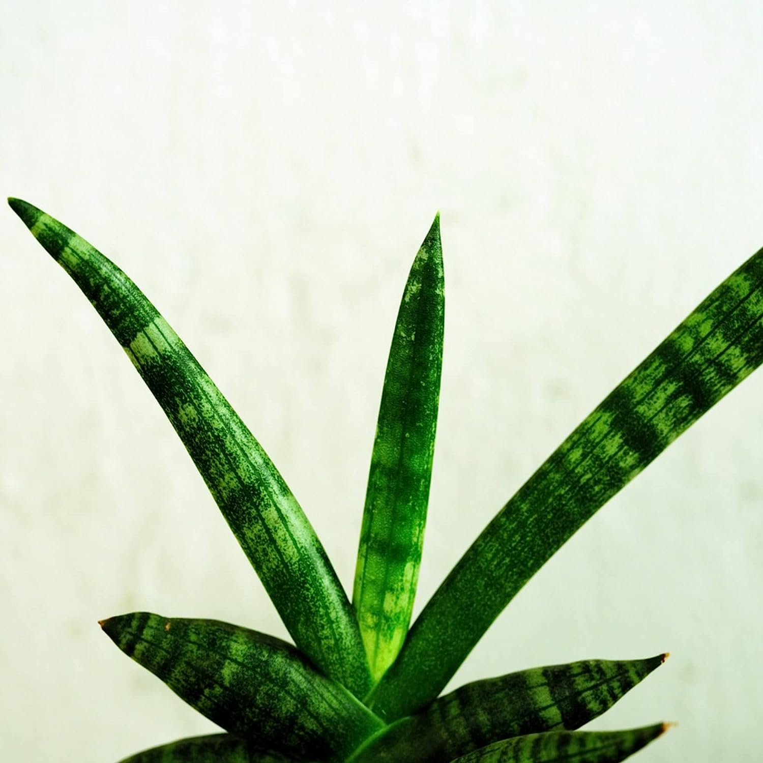 Professional Liquid Dracaena Plant Fertilizer | 3-1-2 Concentrate for Indoor Dracaena |8 oz Bottle