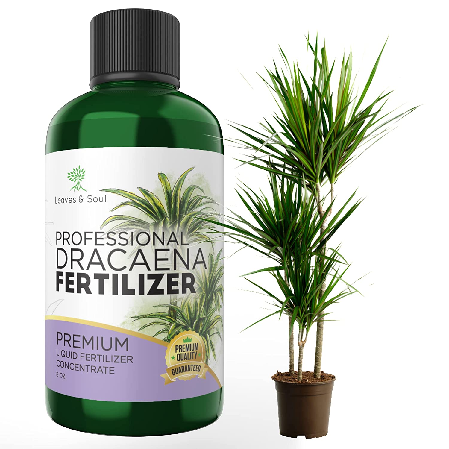 Professional Liquid Dracaena Plant Fertilizer | 3-1-2 Concentrate for Indoor Dracaena |8 oz Bottle