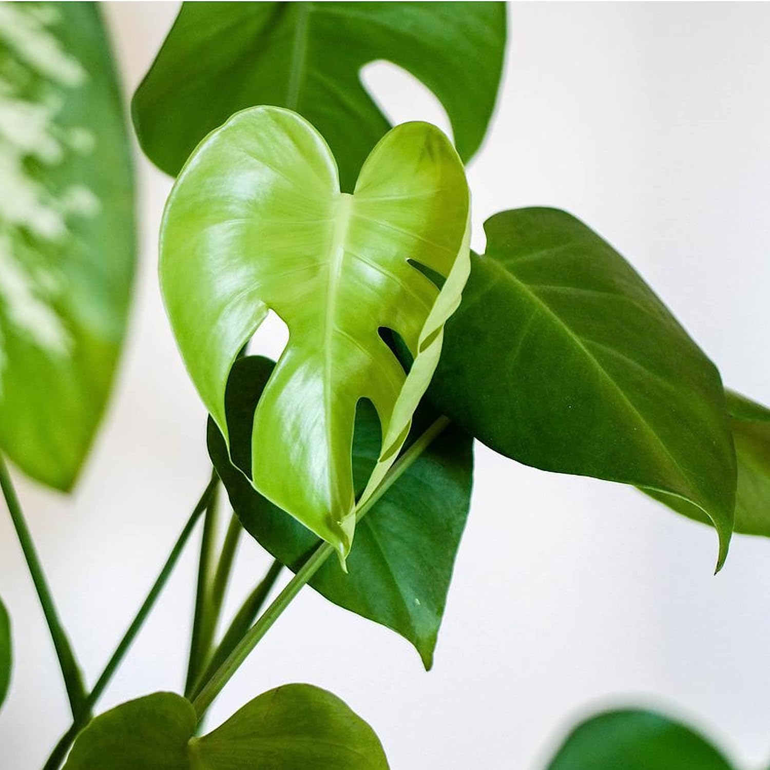 Indoor Plant Soil Premium All Purpose Blend | Large 2.2 Quarts | Ready to Use for Indoor Container and Houseplants | Peat, Coco Coir, Perlite, Dolomite