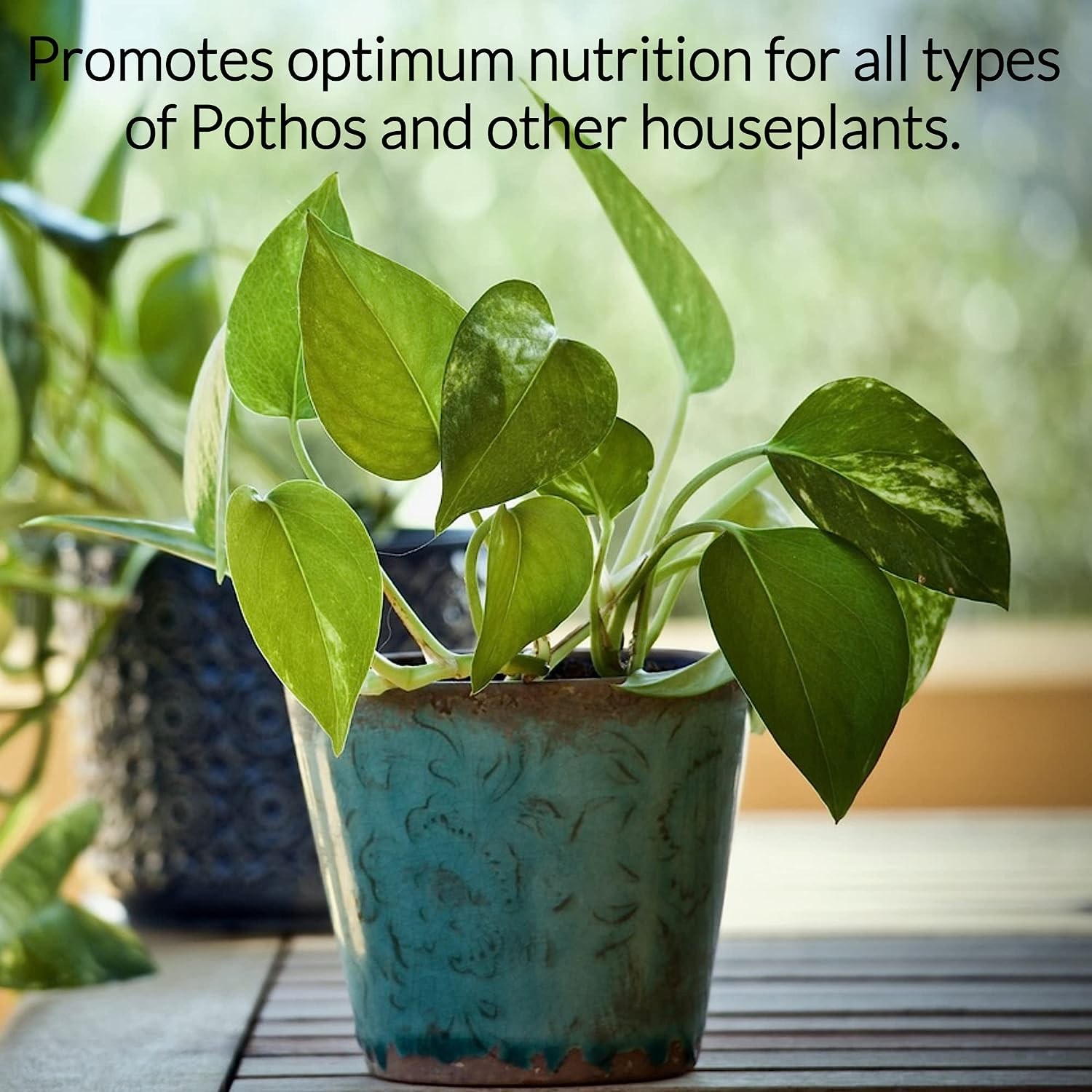 Professional Liquid Pothos Plant Fertilizer | 3-1-2 Concentrate for Epipremnums and Houseplants | 8 oz Bottle