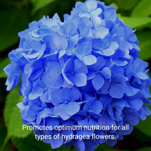 Load image into Gallery viewer, Professional Hydrangea Liquid Fertilizer - Complete 2-5-4 Nutrient Blend Concentrate - 8 oz
