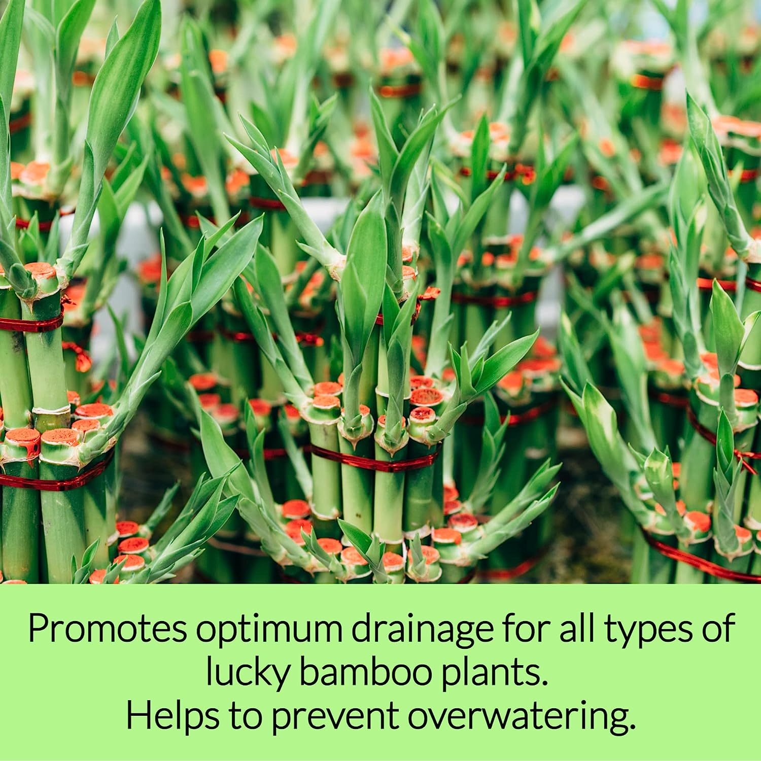 Professional Lucky Bamboo Soil | Large 2.2 Quarts Ready to Use for Lucky Bamboo Plants | Peat Moss, Coco Coir, Perlite, Dolomite