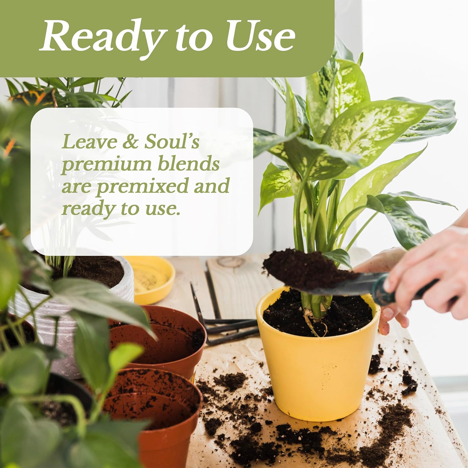 Leaves and Soul Fiddle Leaf Fig and House Plant Soil - Thumbnail 4