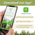 Premium Fiddle Leaf Fig and House Plant Soil All Purpose Blend | Pre-mixed 2.2 and 8.2 Dry Quarts