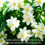 Professional Liquid Jasmine Fertilizer | 3-1-2 Concentrate for Plants and Flowers | 8 oz Bottle (Jasmine)