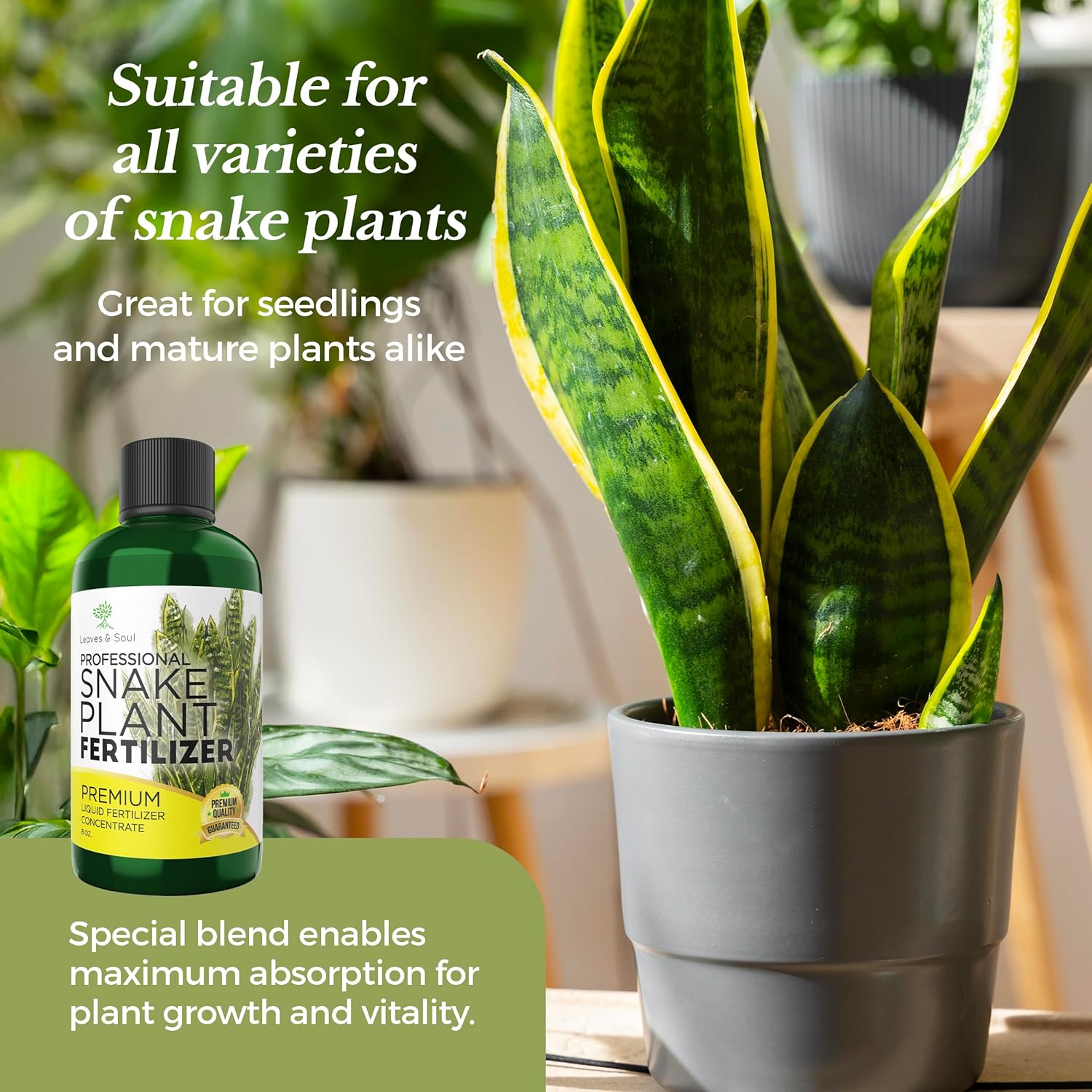Professional Liquid Snake Plant Fertilizer