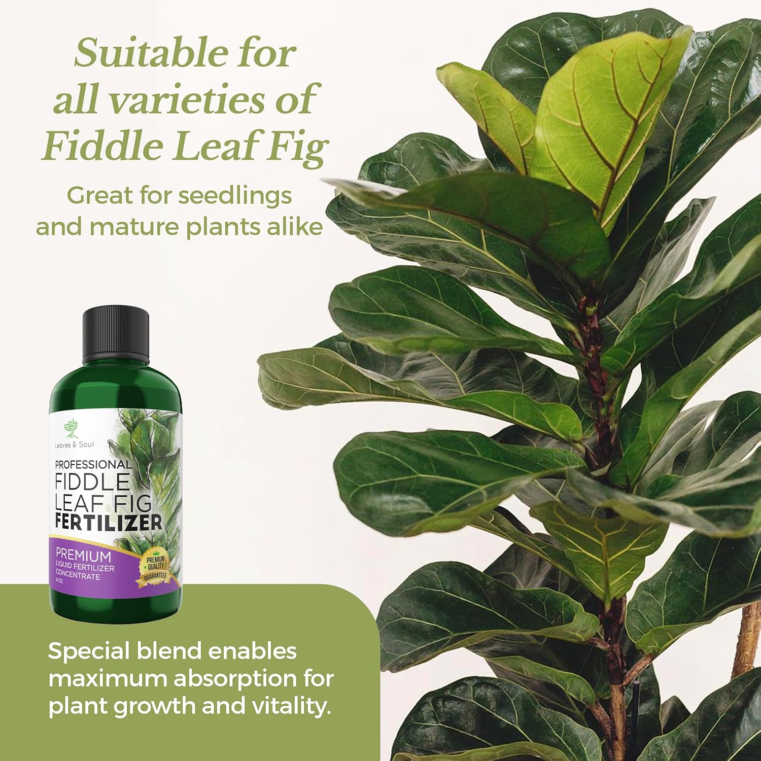 Professional Liquid Fiddle Leaf Fig Plant Fertilizer