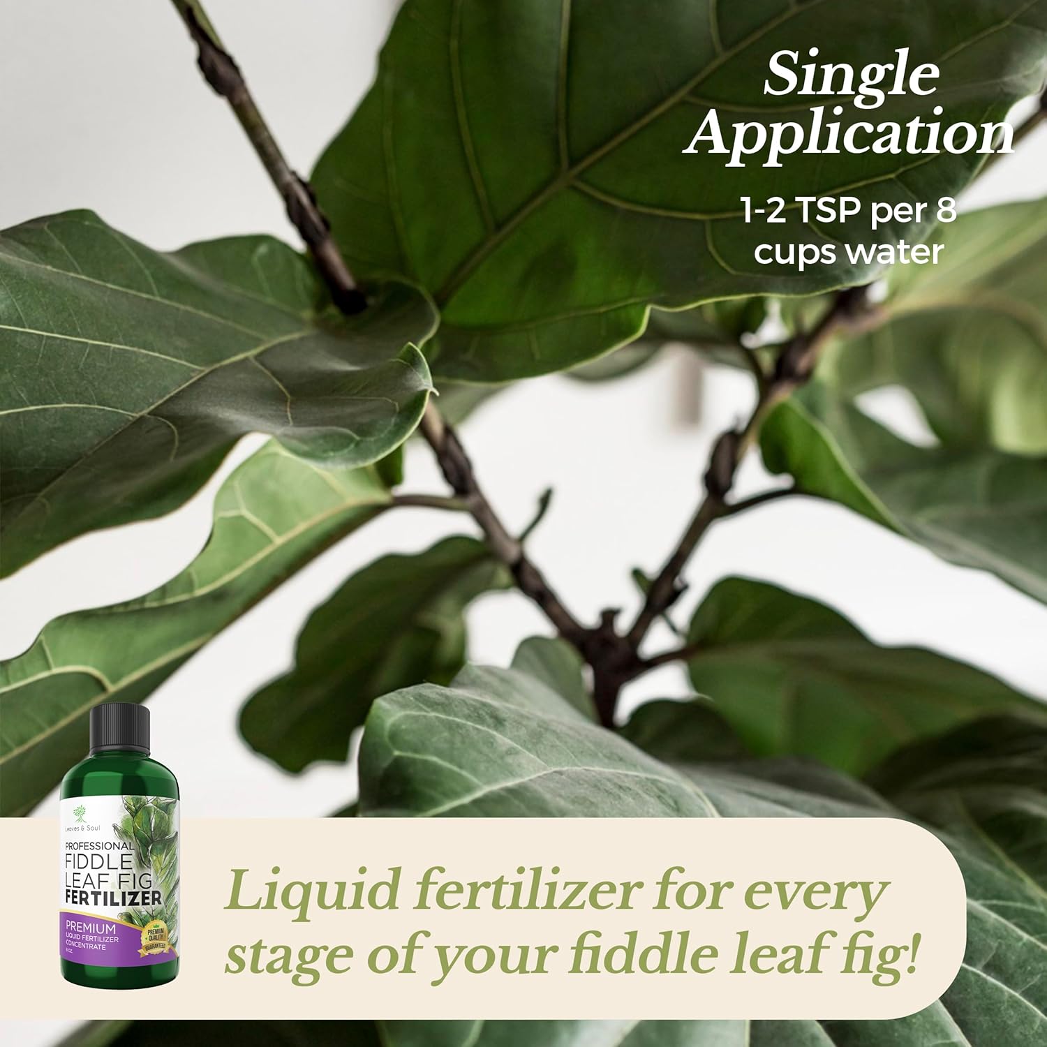 Professional Liquid Fiddle Leaf Fig Plant Fertilizer