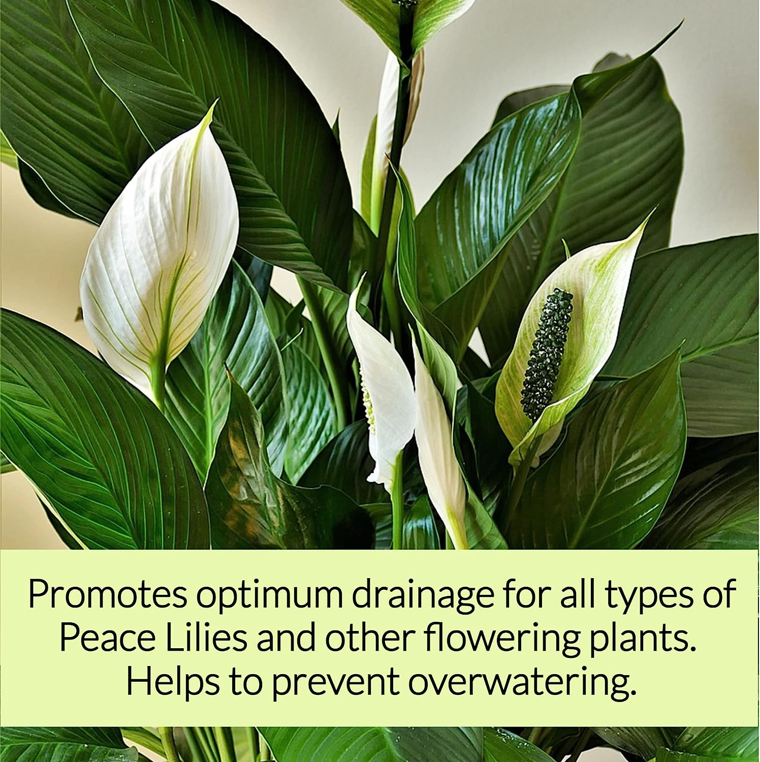 Professional Peace Lily Soil | Large 2.2 Quarts Ready to Use for Peace Lily Plants | Peat Moss, Coco Coir, Perlite, Dolomite