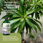 Professional Liquid Dracaena Plant Fertilizer | 3-1-2 Concentrate for Indoor Dracaena |8 oz Bottle