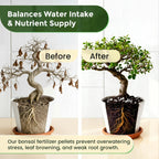 Bonsai Fertilizer Pellets | 18-6-8 Slow Release