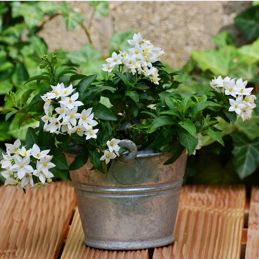 Professional Liquid Jasmine Fertilizer | 3-1-2 Concentrate for Plants and Flowers | 8 oz Bottle (Jasmine)