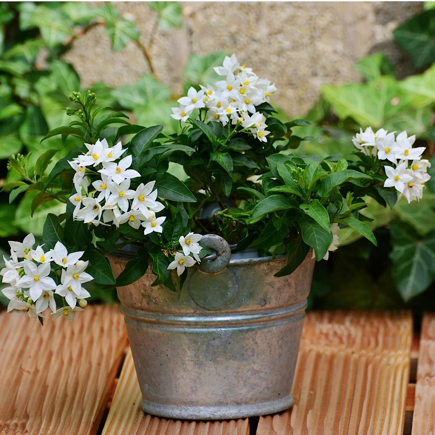 Professional Liquid Jasmine Fertilizer | 3-1-2 Concentrate for Plants and Flowers | 8 oz Bottle (Jasmine)