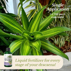 Professional Liquid Dracaena Plant Fertilizer | 3-1-2 Concentrate for Indoor Dracaena |8 oz Bottle