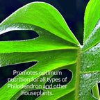 Professional Liquid Philodendron Plant Fertilizer | 3-1-2 Concentrate for House Plants | Multi-Purpose Blend & Gardening Supplies | 8 oz Bottle