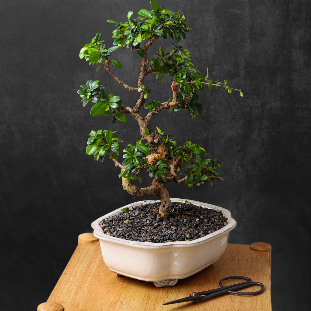 Professional Bonsai Scissors | Pruning Shears for Trimming Plants | Japanese Gardening, Bonsai Tools | Garden Scissors (Slim)