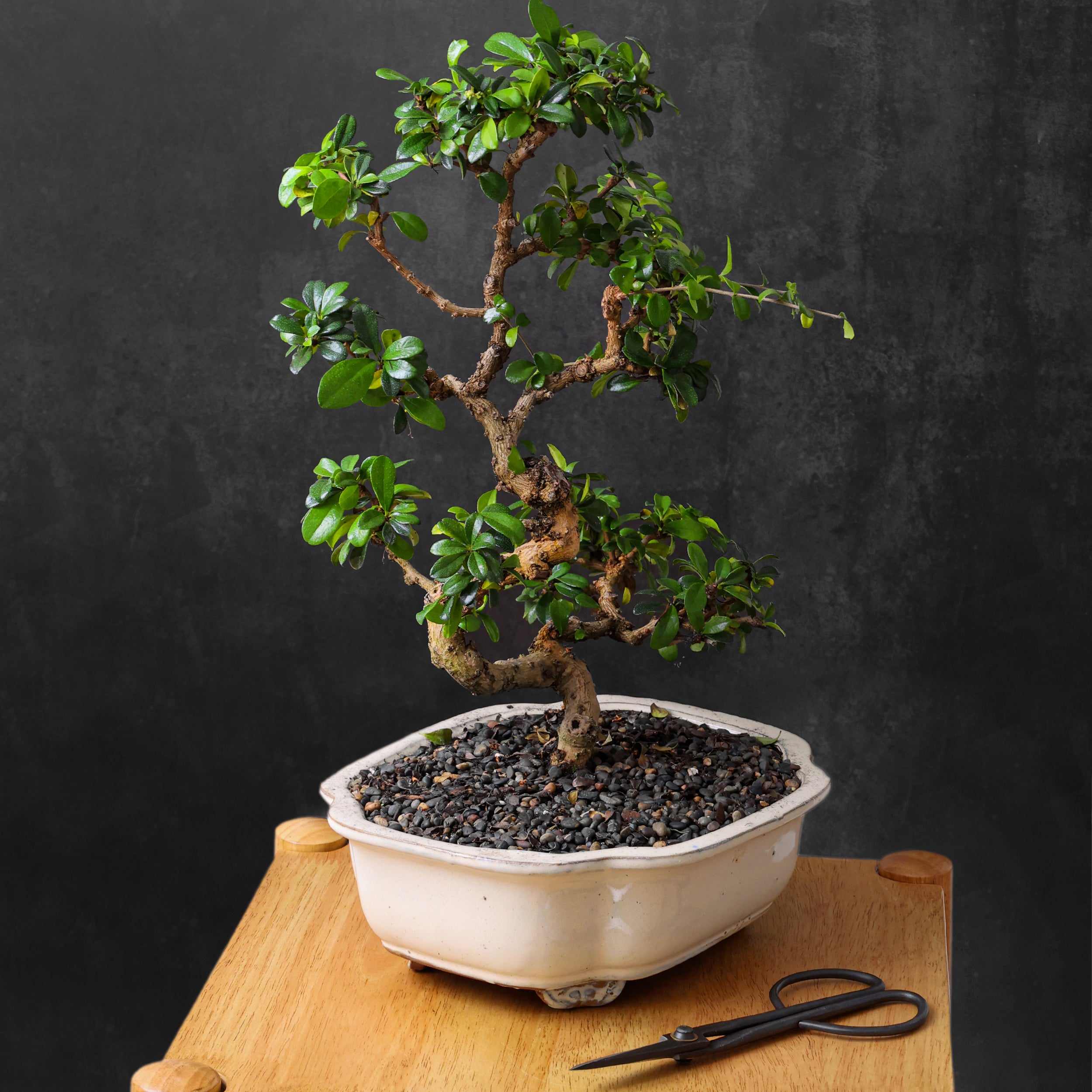 Professional Bonsai Scissors | Pruning Shears for Trimming Plants | Japanese Gardening, Bonsai Tools | Garden Scissors (Slim)