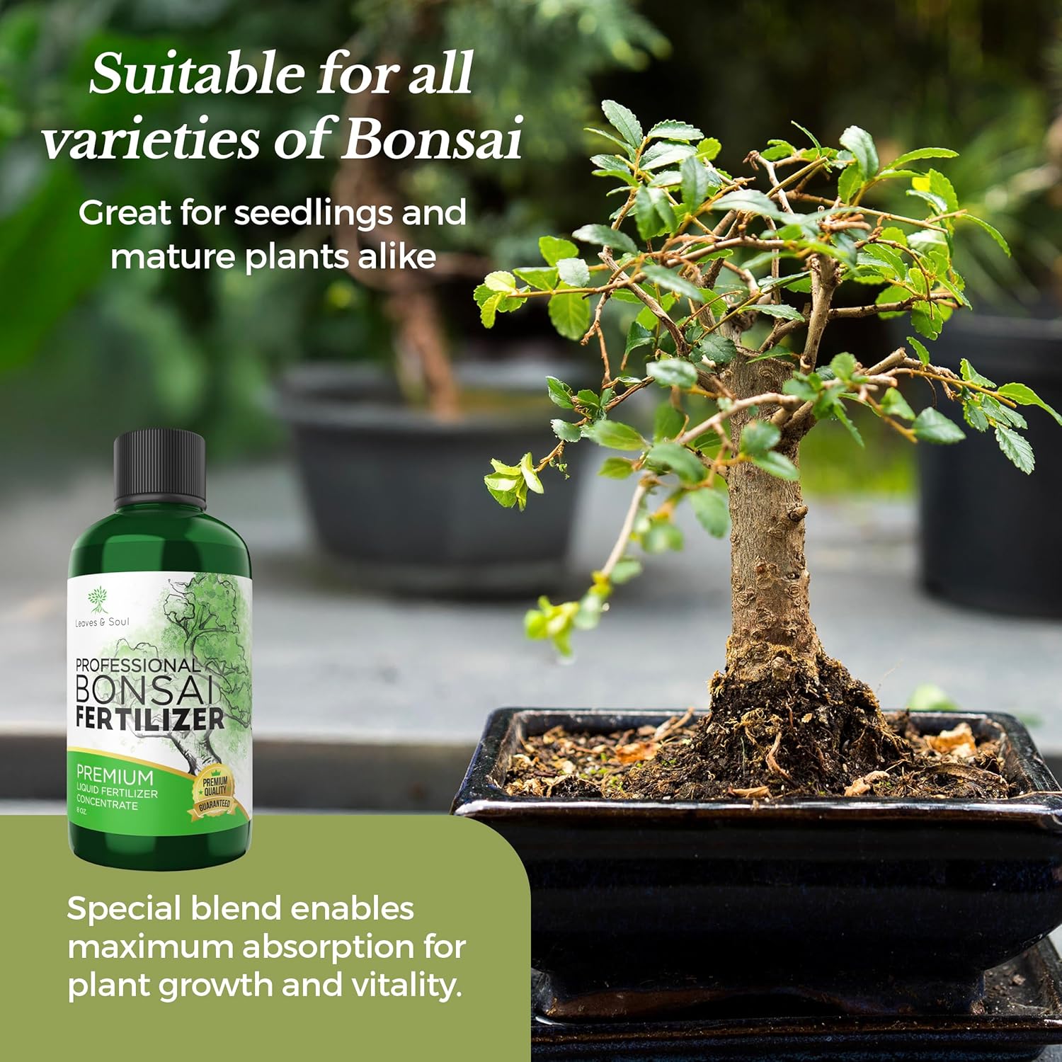 best bonsai tree fertilizer Professional Liquid Bonsai Plant Fertilizer – Leaves and Soul