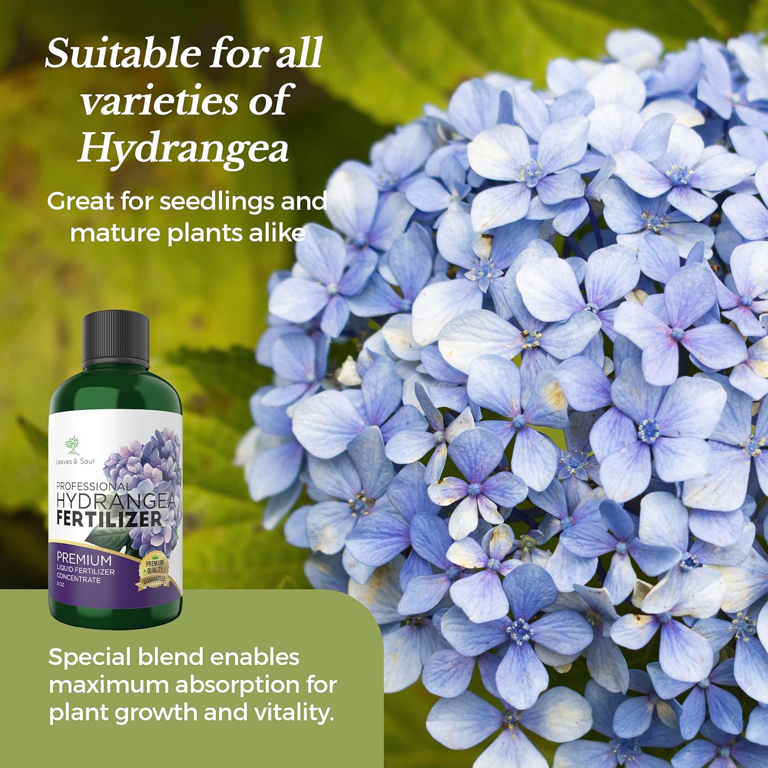 Leaves and Soul Hydrangea Professional Liquid Fertilizer - Complete 3-5-4 Nutrient Blend Concentrate for Enhanced Blooming & Growth - Perfect for Garden & Indoor Plants - New & Improved Blend - 8 oz