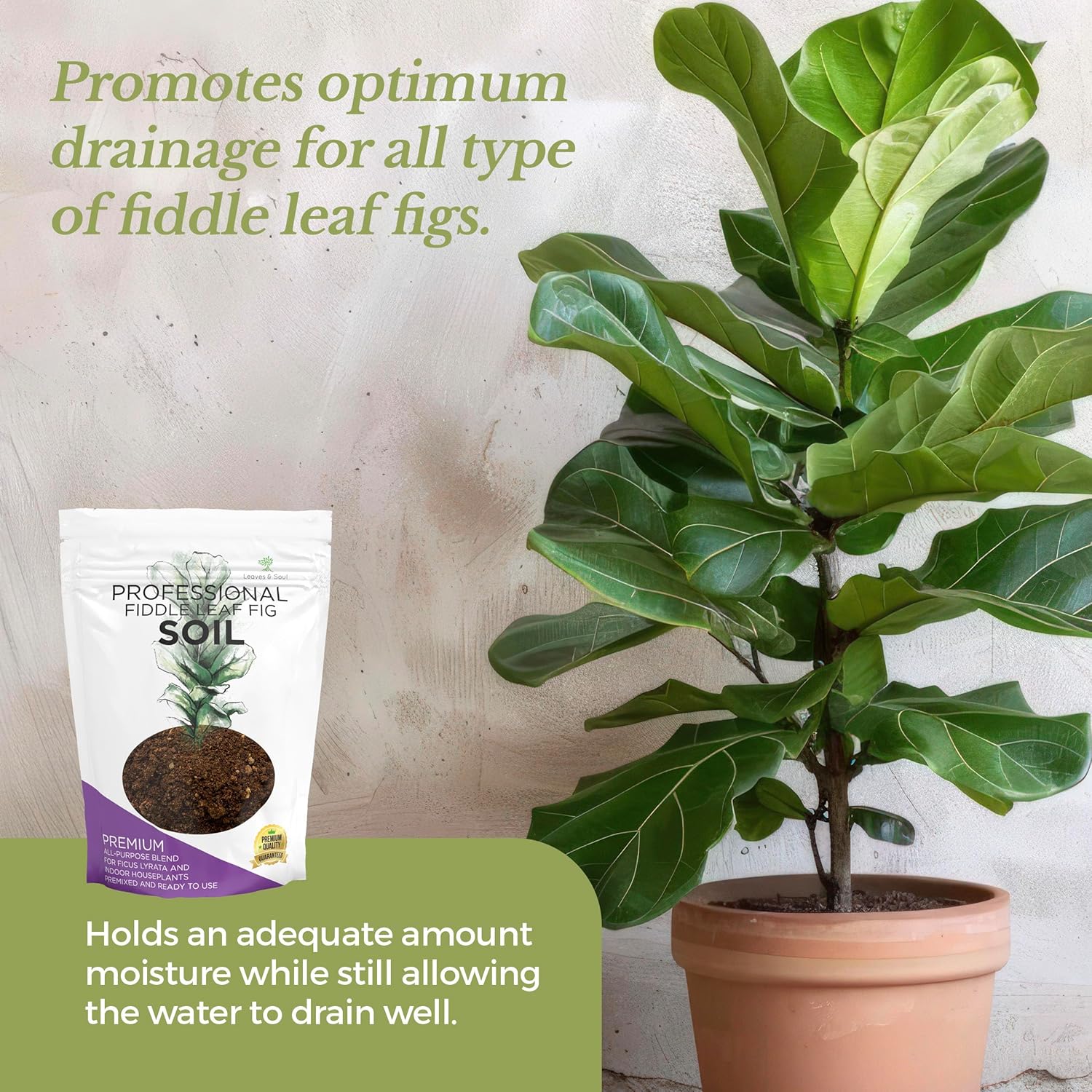 Leaves and Soul Fiddle Leaf Fig and House Plant Soil