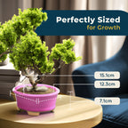 Glazed Ceramic Bonsai Pot | Pink Oval