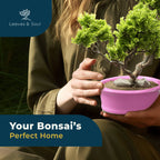 Glazed Ceramic Bonsai Pot | Pink Oval