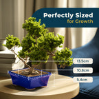 Glazed Ceramic Bonsai Pot | Blue Rectangle