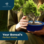 Glazed Ceramic Bonsai Pot - Decorative Planter for Dwarf Trees, Succulents, Small Plants - Blue Oval Container Perfect for Indoor and Outdoor Gardens, Table Centerpieces and Windowsill Décor