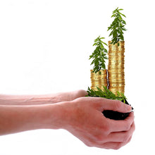 Load image into Gallery viewer, Professional Liquid Money Tree Fertilizer
