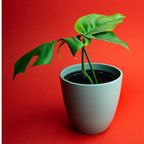 Professional Monstera Plant Fertilizer