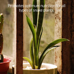 Professional Liquid Snake Plant Fertilizer