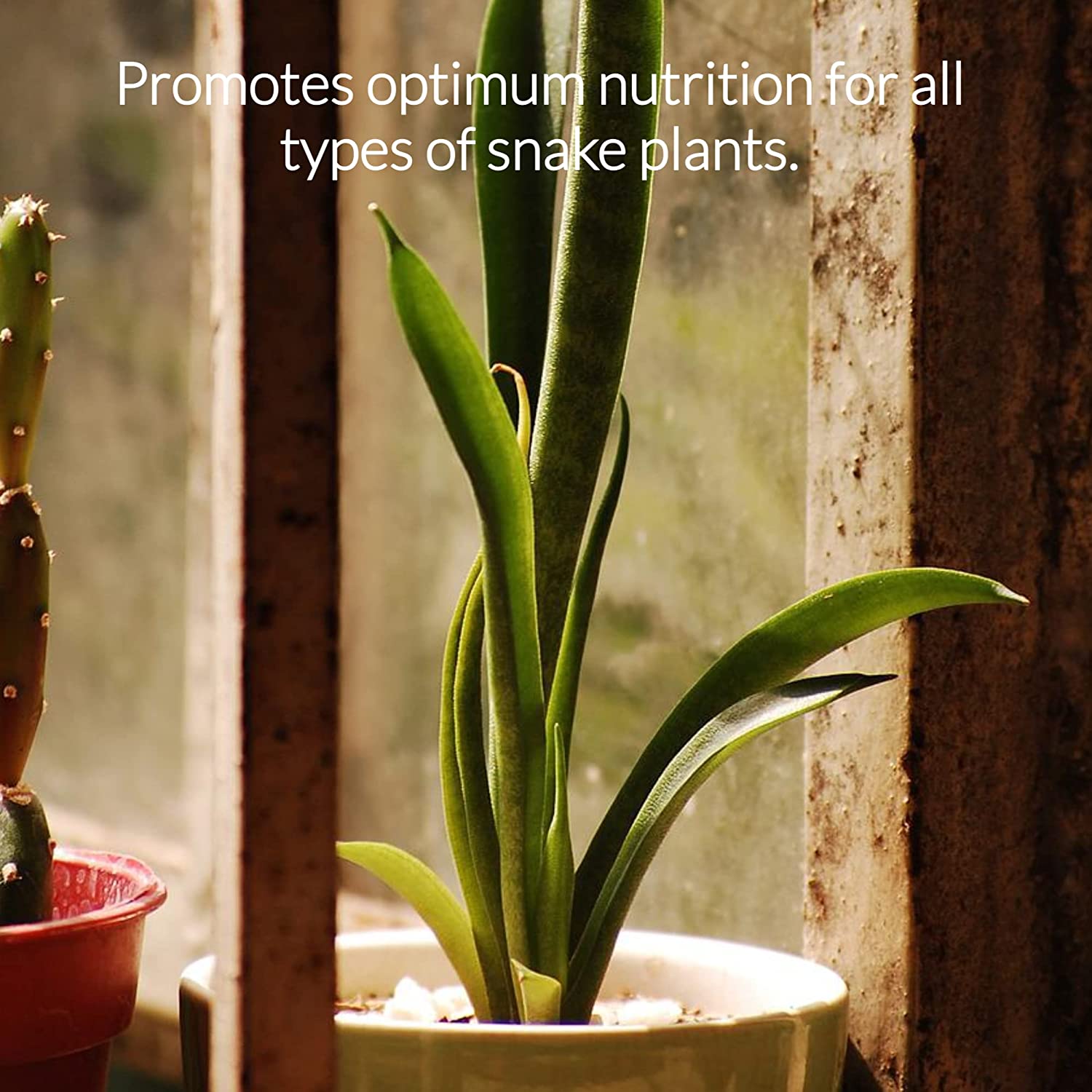 Professional Liquid Snake Plant Fertilizer