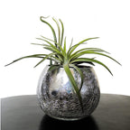 Professional Air Plant Fertilizer Spray