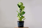 Premium Fiddle Leaf Fig and House Plant Soil All Purpose Blend | Pre-mixed 2.2 and 8.2 Dry Quarts