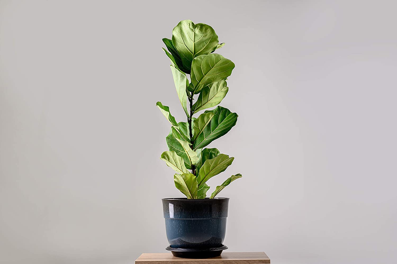 Premium Fiddle Leaf Fig and House Plant Soil All Purpose Blend | Pre-mixed 2.2 and 8.2 Dry Quarts