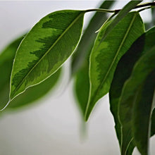 Load image into Gallery viewer, Professional Liquid Fiddle Leaf Fig Plant Fertilizer
