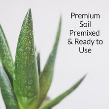 Load image into Gallery viewer, Professional Aloe Plant Soil | Pre-Mixed 2.2 Dry Quarts
