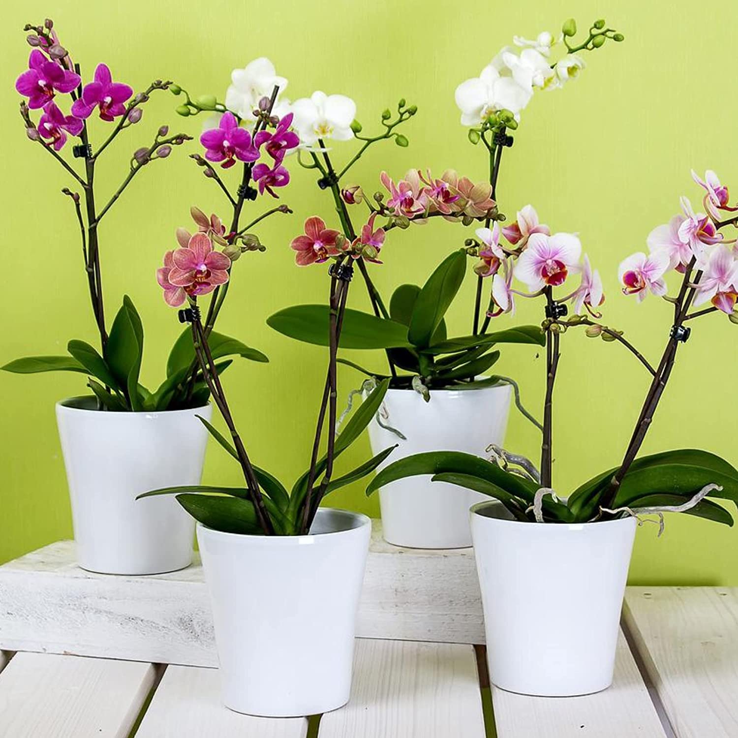 Professional Liquid Indoor Orchid Fertilizer