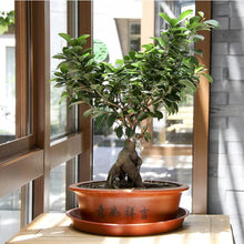 Load image into Gallery viewer, Professional Liquid Bonsai Plant Fertilizer
