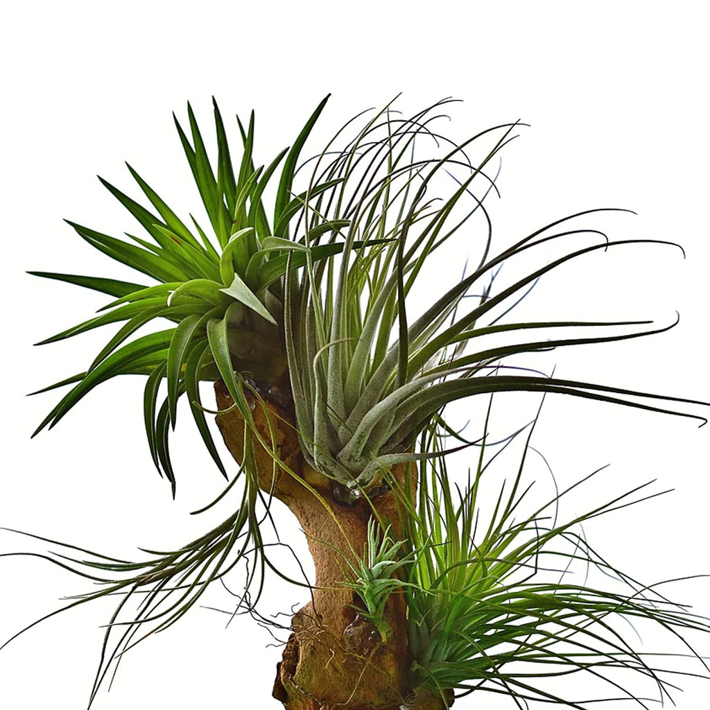 Professional Air Plant Fertilizer Spray