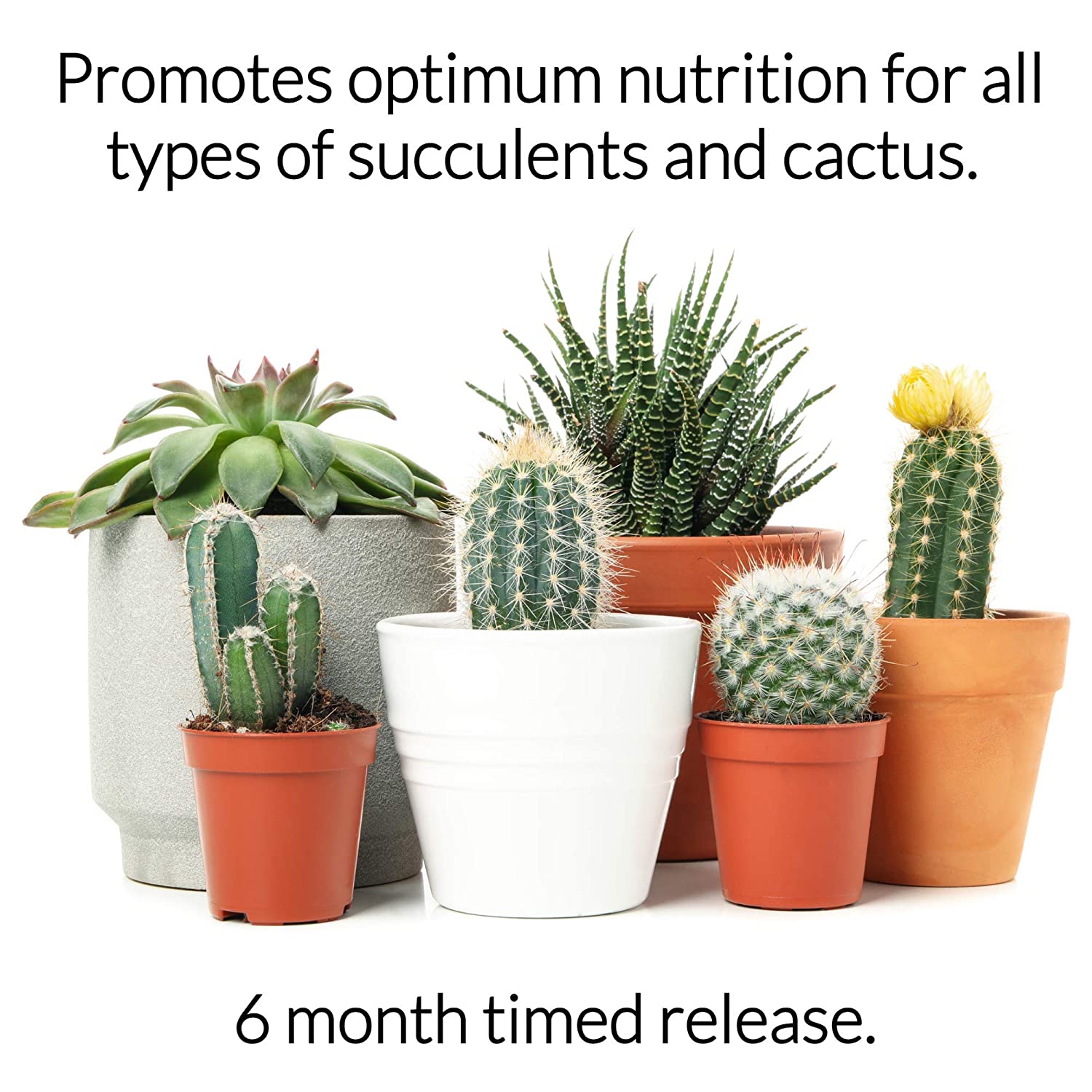 Succulent Fertilizer Pellets | 13-11-11 Slow Release