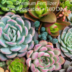 Succulent Fertilizer Pellets | 13-11-11 Slow Release
