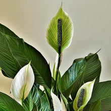 Load image into Gallery viewer, Professional Liquid Peace Lily Plant Fertilizer
