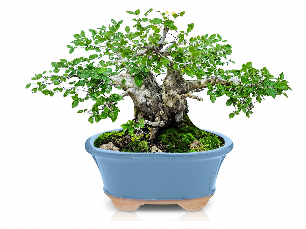 Glazed Ceramic Bonsai Pot | Light Blue
